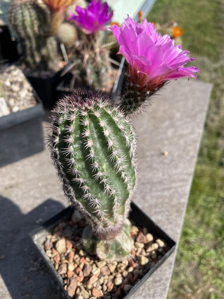 Echinocereus scopulorum